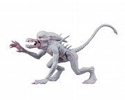 Alien & Predator Classics Actionfiguren 14 cm Sortiment (8)