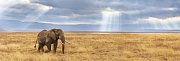 Elefant Puzzle