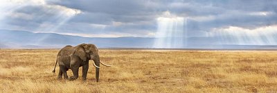 Elefant Puzzle