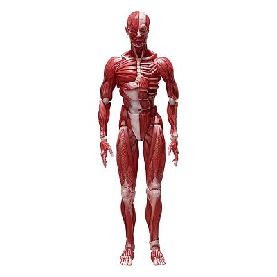 Original Character Figma Actionfigur Human Anatomical Model 15 cm