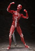 Original Character Figma Actionfigur Human Anatomical Model 15 cm