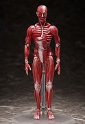 Original Character Figma Actionfigur Human Anatomical Model 15 cm