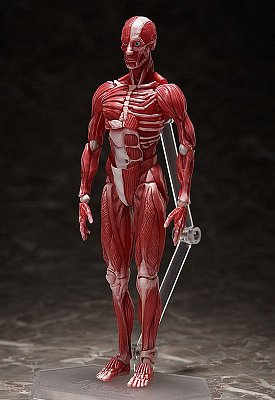 Original Character Figma Actionfigur Human Anatomical Model 15 cm