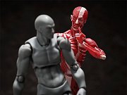 Original Character Figma Actionfigur Human Anatomical Model 15 cm