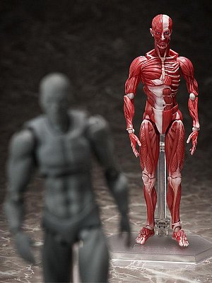 Original Character Figma Actionfigur Human Anatomical Model 15 cm