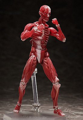 Original Character Figma Actionfigur Human Anatomical Model 15 cm